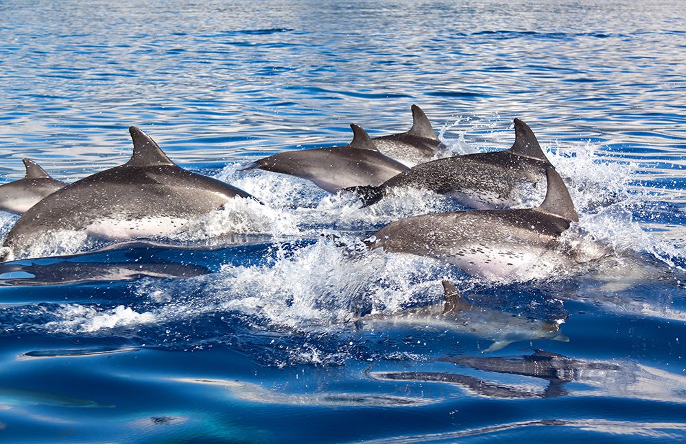 Things To Do Sandbar & Dolphin Excursion