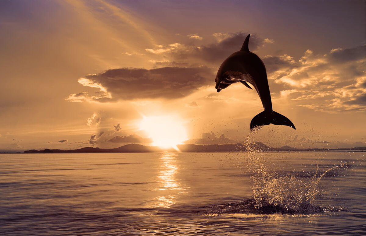 Things To Do Sunset Dolphin Cruise